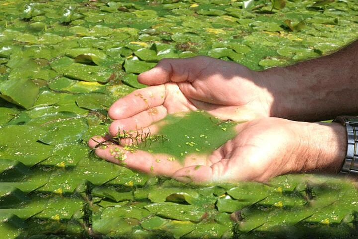 ایران به فناوری هوشمند تصفیه آب و جذب کربن با ریزجلبک‌ها دست یافت